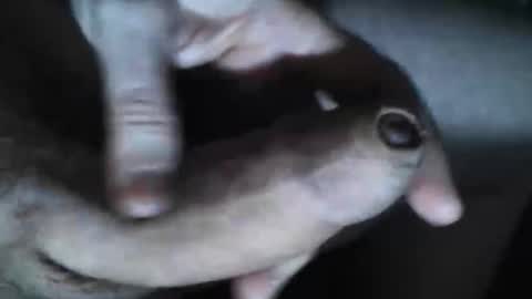 Snapshot of viktorklubb chatting on October 30, 2025, 7:36 pm online show from October 30, 2025, 7:36 pm