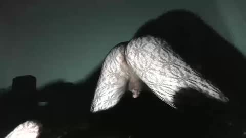 Virgowithabig online show from January 13, 2025, 11:30 am