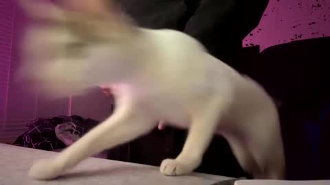 Snapshot of whatsinmystucco chatting on January 6, 2026, 1:04 pm whatsinmystucco online show from January 6, 2026, 1:04 pm