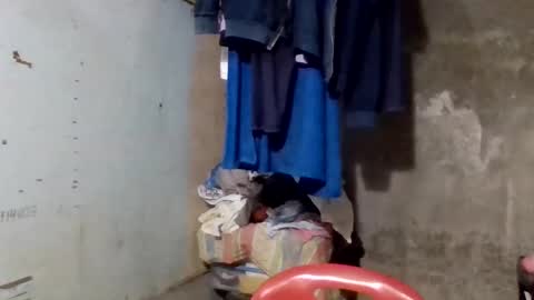 wildveron_205 online show from December 17, 2025, 12:33 pm