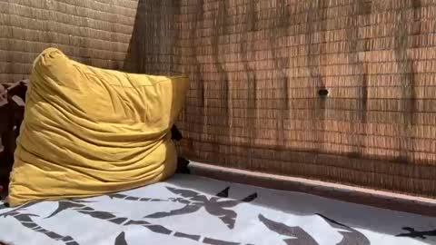 Sweetdog online show from September 11, 2025, 5:46 pm