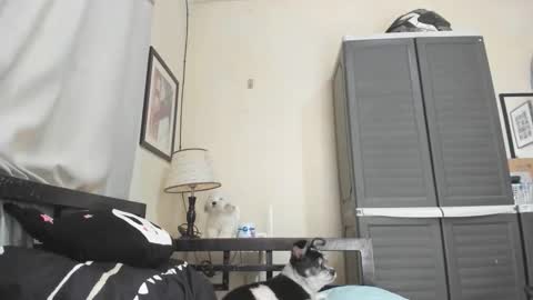 xdreamangel online show from January 3, 2025, 7:16 am