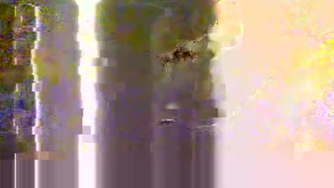 yangolox3 online show from May 12, 2026, 2:30 am