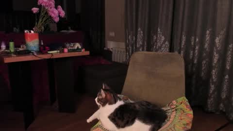 Max online show from November 14, 2025, 4:33 am