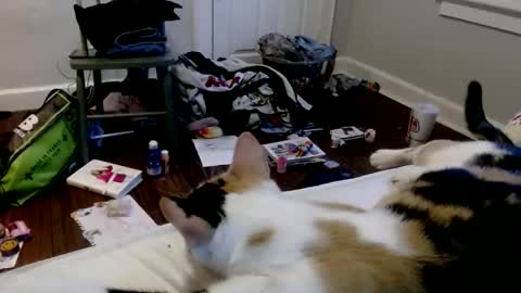 zaddyslilslutbucket online show from December 16, 2025, 10:04 pm