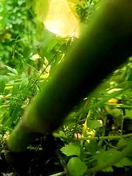 imrandidar22 online show from March 20, 2025, 6:19 am