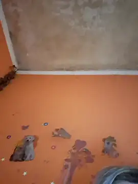 Snapshot of ducicsajsziii chatting on February 11, 2026, 1:16 pm ducicsajsziii online show from February 11, 2026, 1:16 pm