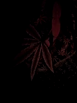 ySqmbVanbe online show from February 17, 2026, 4:42 am