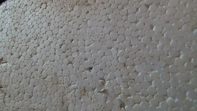 titi fiesta online show from February 24, 2026, 8:01 am