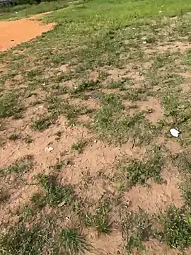 Black-mamba-madingo online show from February 14, 2026, 8:55 am