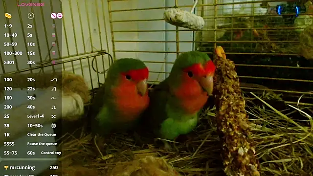 Sophie Bell online show from February 7, 2025, 9:04 pm