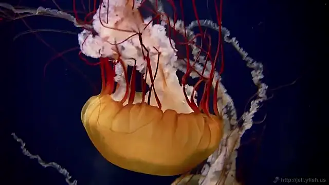 streamy test11 online show from February 25, 2025, 8:14 am