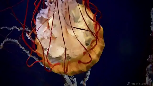 streamy test11 online show from March 13, 2025, 8:37 am