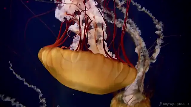 streamy test11 online show from September 11, 2025, 12:38 pm