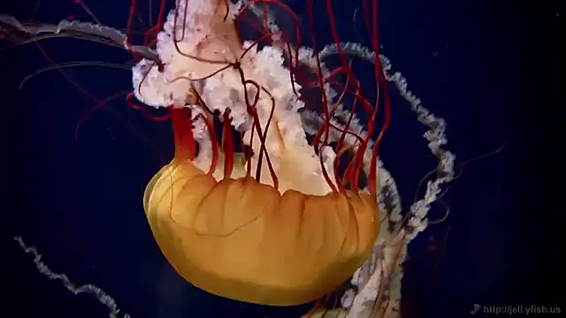 streamy test11 online show from November 5, 2025, 12:16 pm