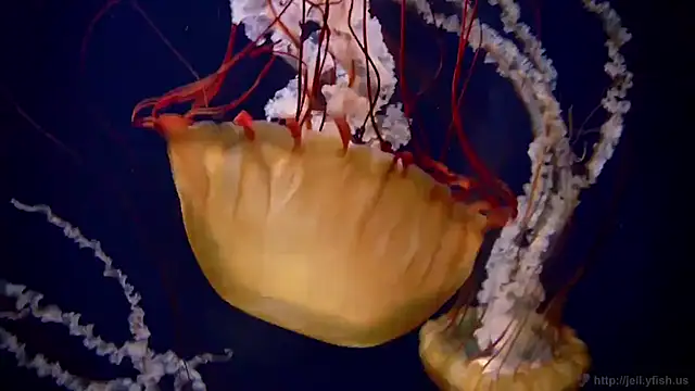 streamy test11 online show from November 21, 2025, 8:57 am