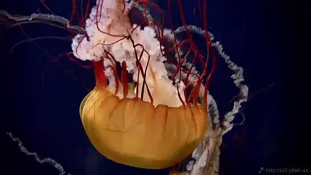 Snapshot of streamy_test12 chatting on December 2, 2024, 8:09 am streamy test12 online show from December 2, 2024, 8:09 am