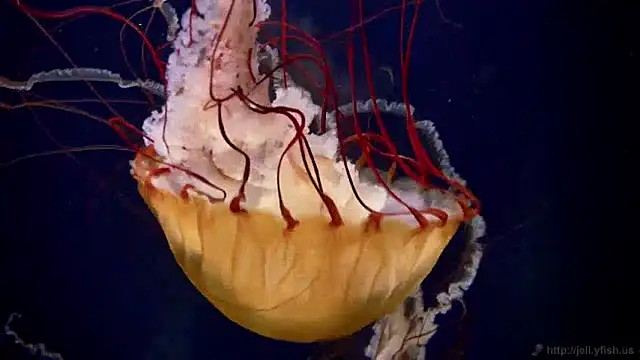 Snapshot of streamy_test12 chatting on December 4, 2024, 8:12 am streamy test12 online show from December 4, 2024, 8:12 am