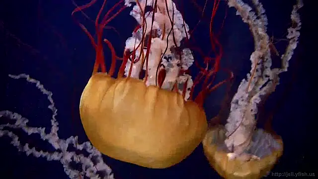 Snapshot of streamy_test12 chatting on December 5, 2024, 8:11 am streamy test12 online show from December 5, 2024, 8:11 am