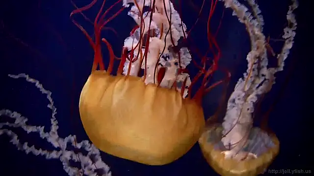 Snapshot of streamy_test12 chatting on December 19, 2024, 11:07 am streamy test12 online show from December 19, 2024, 11:07 am