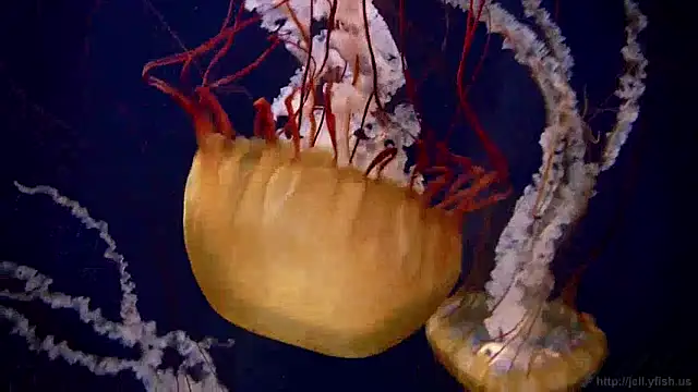 Snapshot of streamy_test12 chatting on December 24, 2024, 8:11 am streamy test12 online show from December 24, 2024, 8:11 am