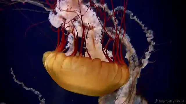 Snapshot of streamy_test12 chatting on December 27, 2024, 8:13 am streamy test12 online show from December 27, 2024, 8:13 am