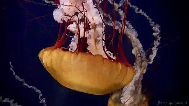 Snapshot of streamy_test12 chatting on December 30, 2024, 8:10 am streamy test12 online show from December 30, 2024, 8:10 am