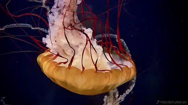 Snapshot of streamy_test12 chatting on January 14, 2025, 8:20 am streamy test12 online show from January 14, 2025, 8:20 am