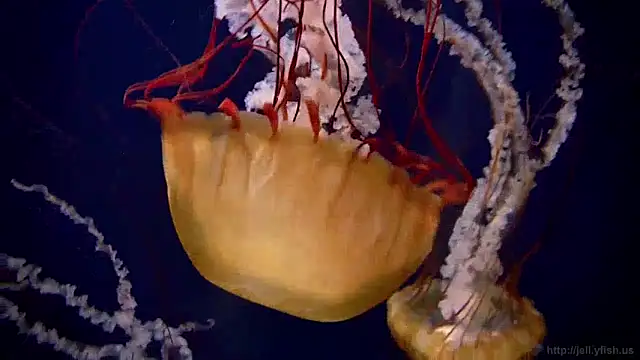 Snapshot of streamy_test12 chatting on January 15, 2025, 8:09 am streamy test12 online show from January 15, 2025, 8:09 am