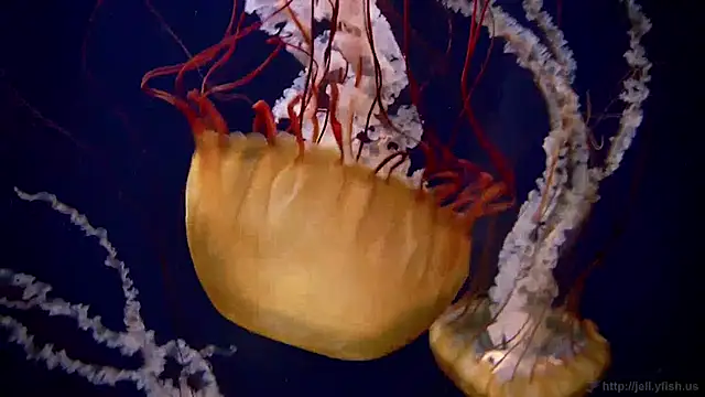 Snapshot of streamy_test12 chatting on January 27, 2025, 8:18 am streamy test12 online show from January 27, 2025, 8:18 am