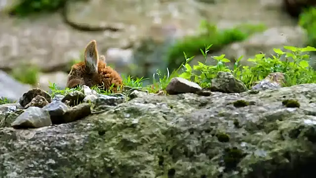 Snapshot of streamy_test12 chatting on February 6, 2025, 8:18 am streamy test12 online show from February 6, 2025, 8:18 am