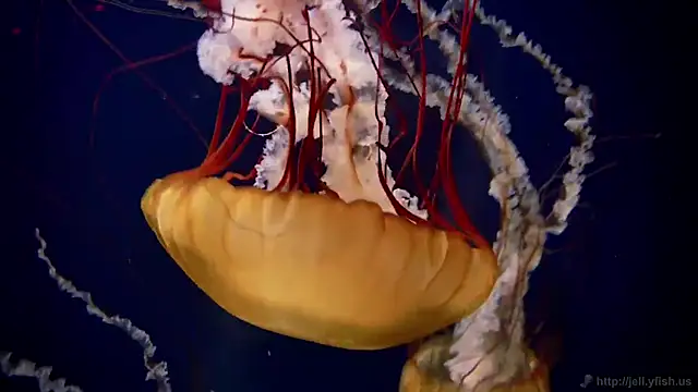 Snapshot of streamy_test12 chatting on March 4, 2025, 8:13 am streamy test12 online show from March 4, 2025, 8:13 am