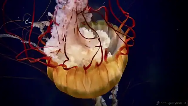 Snapshot of streamy_test12 chatting on September 16, 2025, 4:30 pm streamy test12 online show from September 16, 2025, 4:30 pm