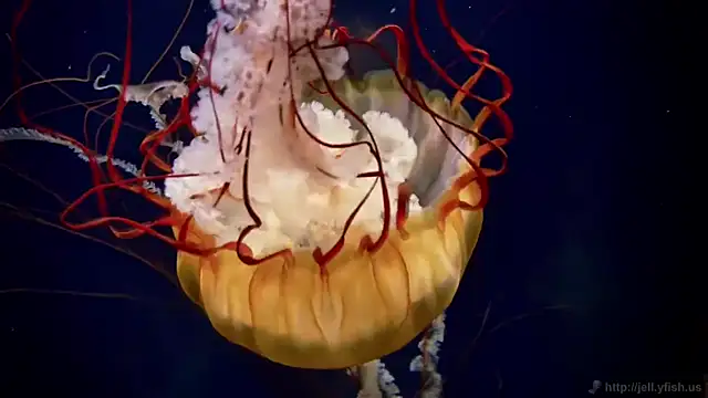 Snapshot of streamy_test12 chatting on September 23, 2025, 5:21 am streamy test12 online show from September 23, 2025, 5:21 am