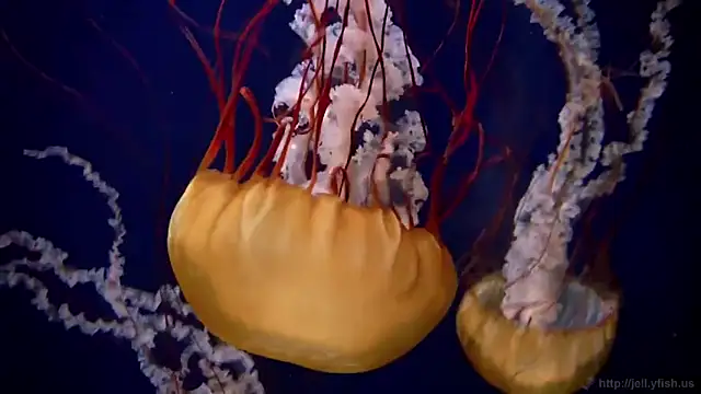 Snapshot of streamy_test12 chatting on September 25, 2025, 1:37 pm streamy test12 online show from September 25, 2025, 1:37 pm