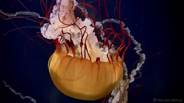 Snapshot of streamy_test12 chatting on October 2, 2025, 8:21 am streamy test12 online show from October 2, 2025, 8:21 am