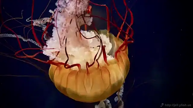 Snapshot of streamy_test12 chatting on October 8, 2025, 9:40 am streamy test12 online show from October 8, 2025, 9:40 am