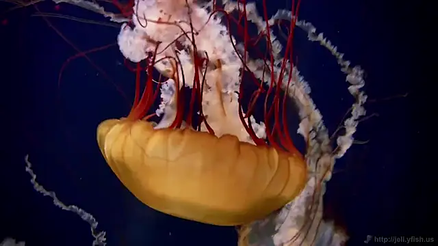 Snapshot of streamy_test12 chatting on October 9, 2025, 1:31 pm streamy test12 online show from October 9, 2025, 1:31 pm