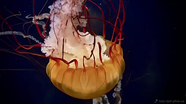 Snapshot of streamy_test12 chatting on October 21, 2025, 7:42 am streamy test12 online show from October 21, 2025, 7:42 am