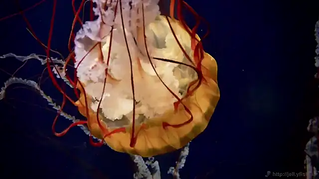 Snapshot of streamy_test12 chatting on October 22, 2025, 8:36 am streamy test12 online show from October 22, 2025, 8:36 am