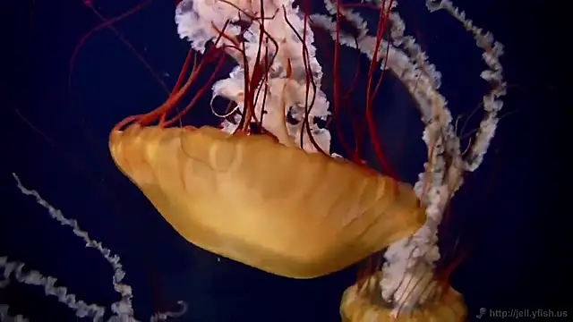 Snapshot of streamy_test12 chatting on November 3, 2025, 11:55 am streamy test12 online show from November 3, 2025, 11:55 am