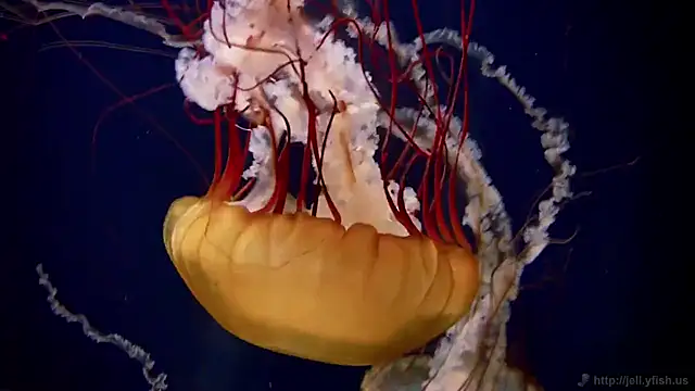 Snapshot of streamy_test12 chatting on November 5, 2025, 11:54 am streamy test12 online show from November 5, 2025, 11:54 am