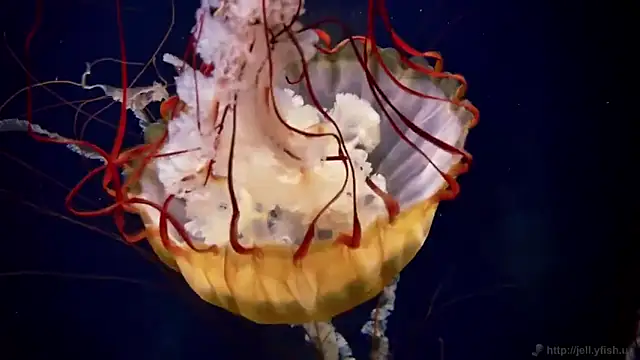 Snapshot of streamy_test12 chatting on November 12, 2025, 1:44 pm streamy test12 online show from November 12, 2025, 1:44 pm