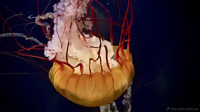 Snapshot of streamy_test12 chatting on December 3, 2025, 2:48 pm streamy test12 online show from December 3, 2025, 2:48 pm