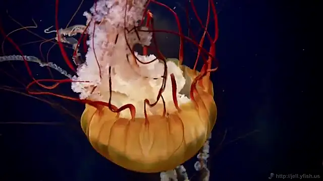 Snapshot of streamy_test12 chatting on December 14, 2025, 10:53 am streamy test12 online show from December 14, 2025, 10:53 am