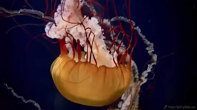 Snapshot of streamy_test12 chatting on December 15, 2025, 3:05 pm streamy test12 online show from December 15, 2025, 3:05 pm