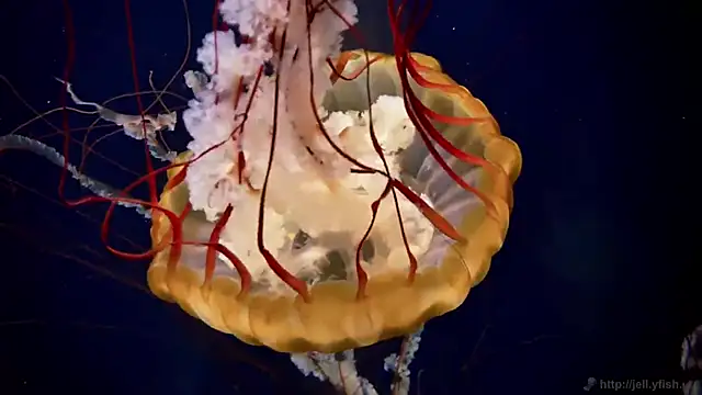 Snapshot of streamy_test12 chatting on December 17, 2025, 9:59 am streamy test12 online show from December 17, 2025, 9:59 am