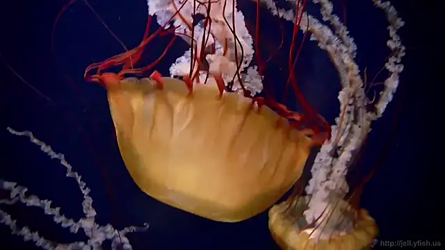 Snapshot of streamy_test12 chatting on January 14, 2026, 3:17 pm streamy test12 online show from January 14, 2026, 3:17 pm