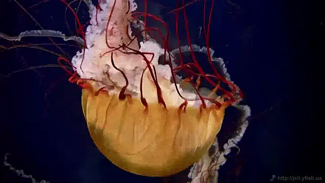 streamy test13 online show from December 2, 2024, 8:09 am