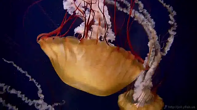 streamy test13 online show from December 17, 2024, 8:12 am